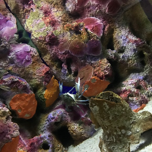 3/8/2020 tarihinde Özlem D.ziyaretçi tarafından Funtastic Aquarium İzmir'de çekilen fotoğraf