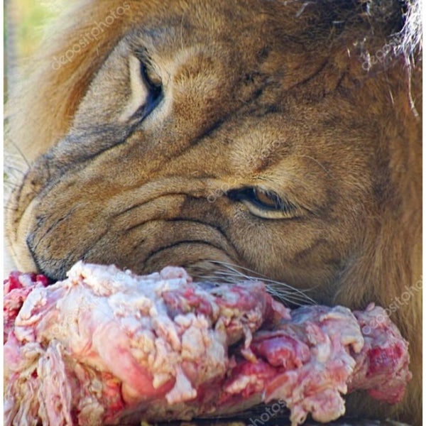 Remzi Et Mangal &amp; Kebap Nisanca Nişancı Mahallesi / Eyüp�da fotoğraflar