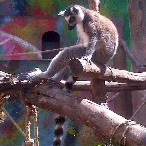 Foto tomada en Zoo Parque Loro  por Elena D. el 4/8/2015