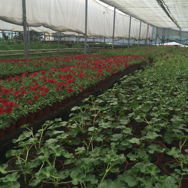 Армавирский совхоз декоративные культуры имени н с плохова армавир. Совхоз декоративных культур армавир. Совхоз декоративных. Совхоз декоративных культур армавир. Питомник армавир.