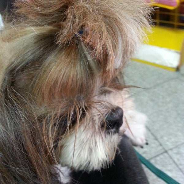 animal house dog groomer