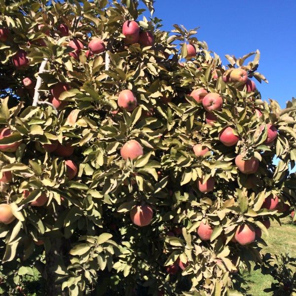 Photo taken at Applecrest Farm Orchards by Chris B. on 10/2/2015