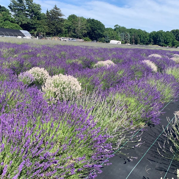 Снимок сделан в Lavender By the Bay - New York&#39;s Premier Lavender Farm пользователем Winnie F. 6/23/2021