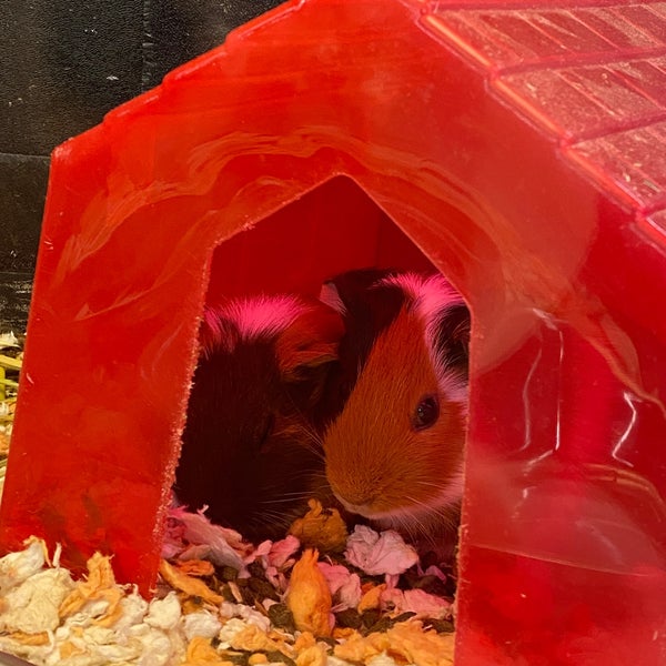 petsmart everett banfield