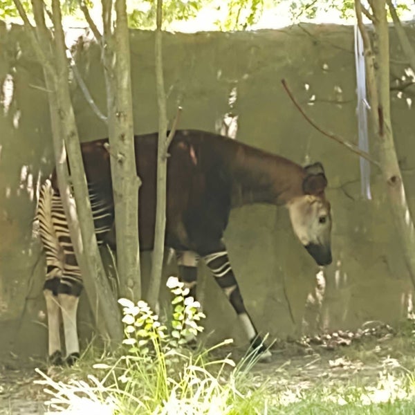 6/19/2022にSean T M.がCincinnati Zoo &amp; Botanical Gardenで撮った写真