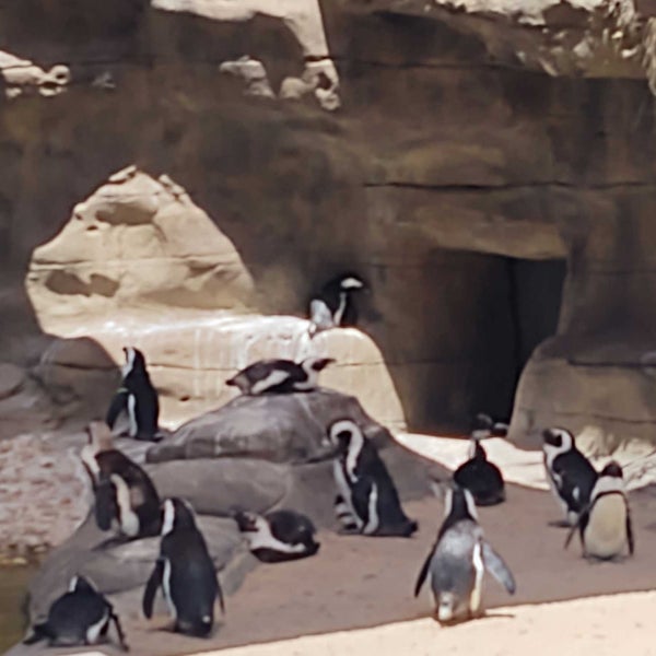 6/19/2022 tarihinde Sean T M.ziyaretçi tarafından Cincinnati Zoo &amp; Botanical Garden'de çekilen fotoğraf