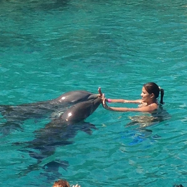 6/13/2013 tarihinde Henmy C.ziyaretçi tarafından Dolphin Academy'de çekilen fotoğraf