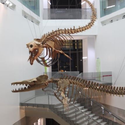 รูปภาพถ่ายที่ University of Michigan Museum of Natural History โดย University of Michigan Museum of Natural History เมื่อ 8/17/2018