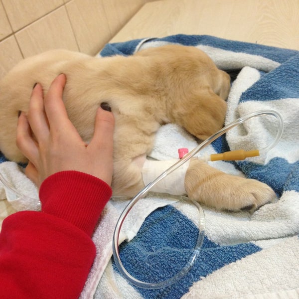 ветеринарный центр друг. ветклиники москвы рейтинг. ветклиника ясногорск заводская 1а. ветеринарная клиника ярославль липовая гора. айболит новомосковск ветеринарная клиника.