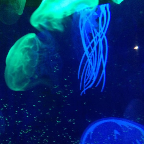 8/15/2015에 Julia S.님이 National Sea Life Centre에서 찍은 사진