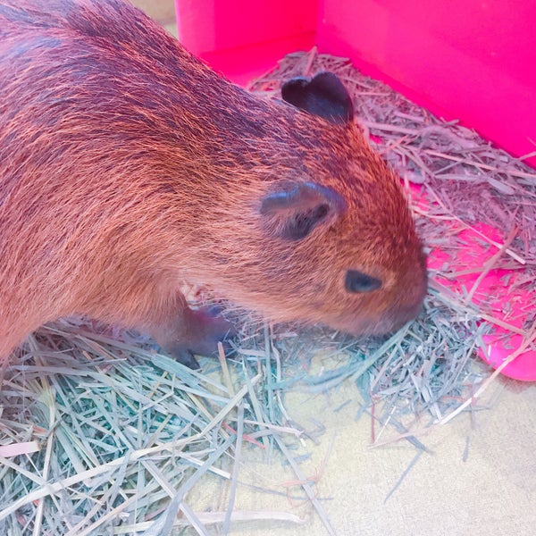 原宿かわいい動物園 原宿 0 Tips