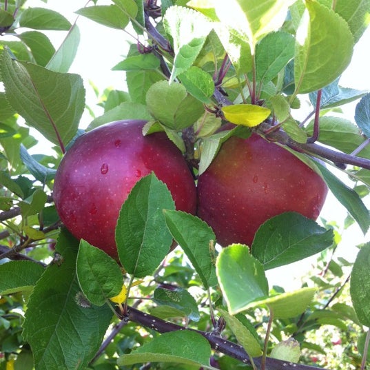 Photo taken at Applecrest Farm Orchards by Samantha C. on 10/20/2012