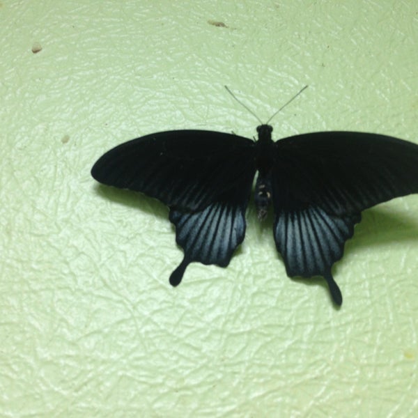 Снимок сделан в Музей живых бабочек «Тропический рай» пользователем Se S. 4/13/2013
