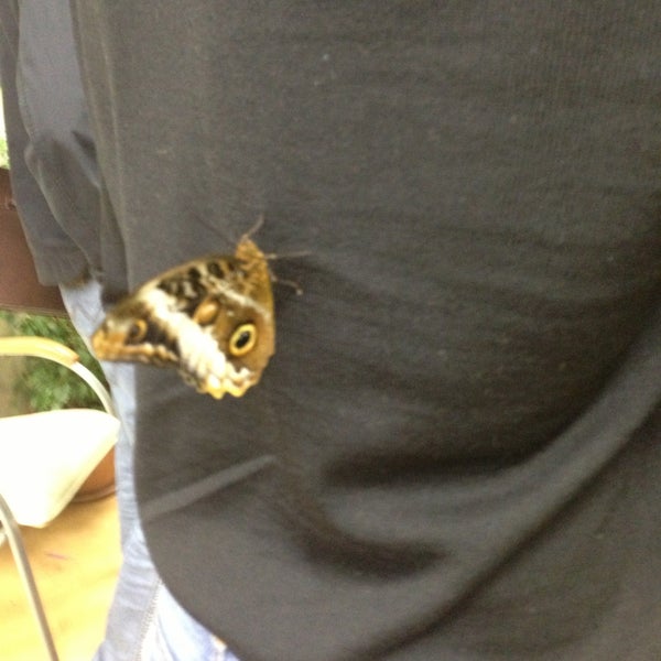 Снимок сделан в Музей живых бабочек «Тропический рай» пользователем Se S. 4/13/2013