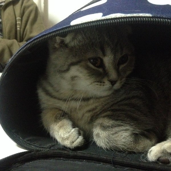 Фото Кошек Котопес