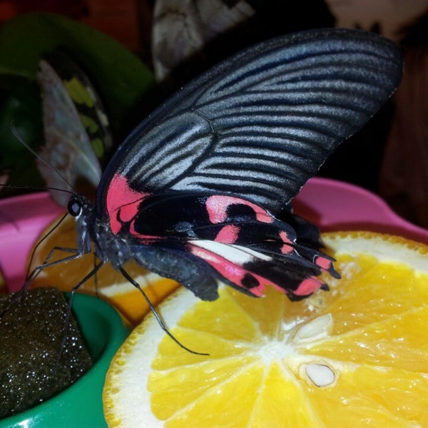 3/28/2013にВадос П.がМузей живых бабочек «Тропический рай»で撮った写真