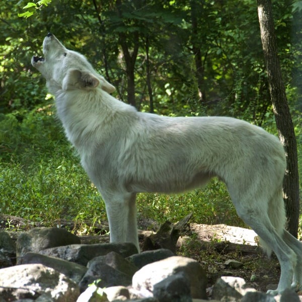 Foto diambil di Camp Taylor &amp; Lakota Wolf Preserve oleh Eric C. pada 8/16/2014