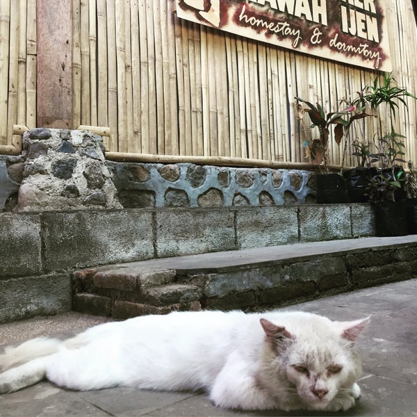 Photos at Backpacker Kawah ijen, Homestay u0026 Dormitory - Hostel in 