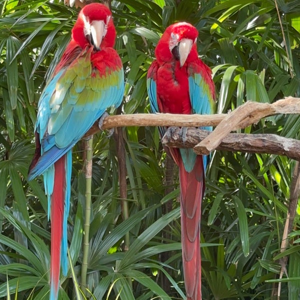 Photo taken at Discovery Cove by Caroline S. on 6/19/2023