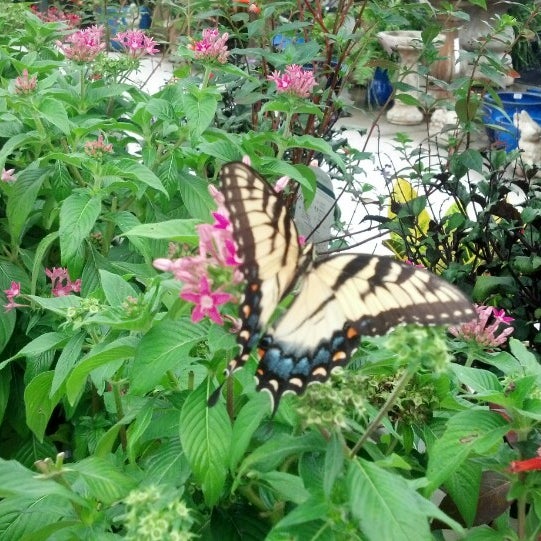 Photo taken at Pike Nurseries by Melodie M. on 8/13/2013