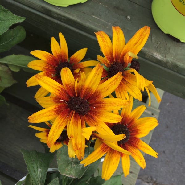 Pike Nurseries 4 tips