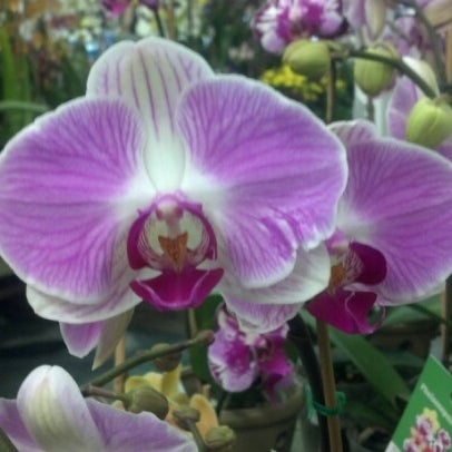 Photo taken at Pike Nurseries by Melodie M. on 12/17/2012