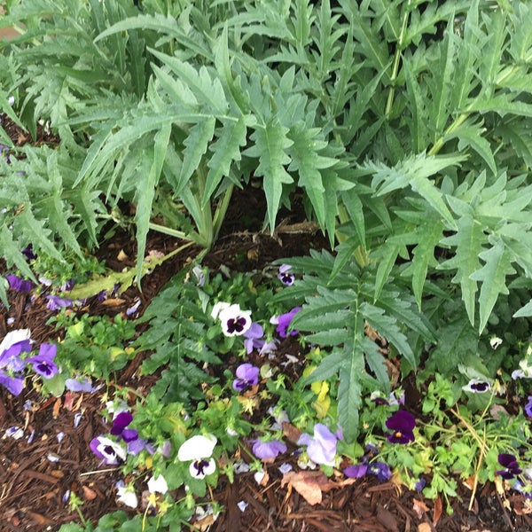 Pike Nurseries 4 tips