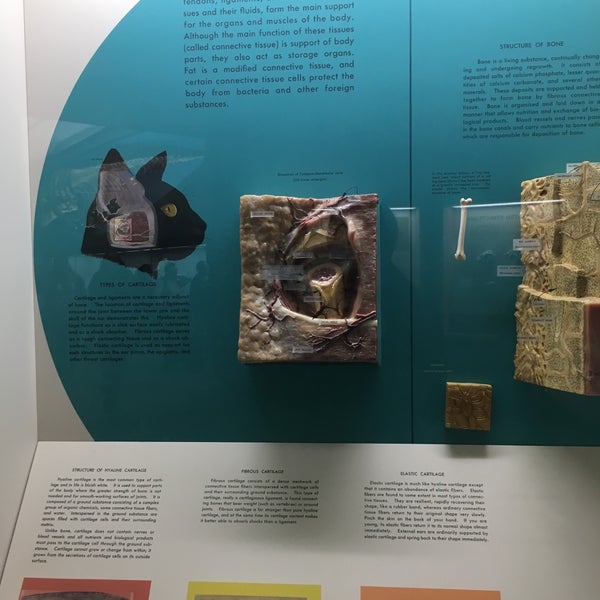 The Kenneth E. Behring Family Hall of Mammals - Northwest Washington ...