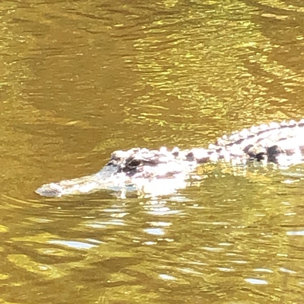 Photo taken at Everglades Holiday Park by Alex-andra B. on 3/24/2019
