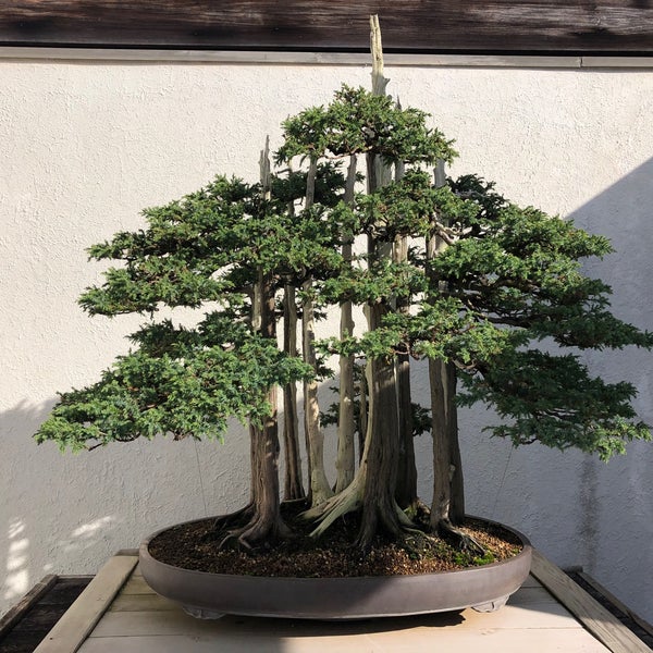 National Bonsai and Penjing Museum бонсай на Камне