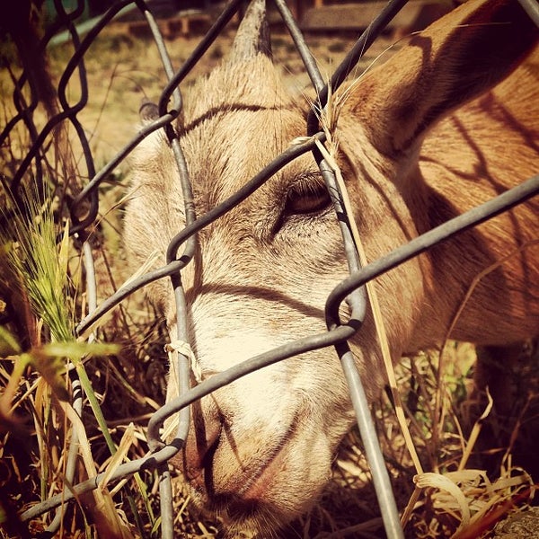 รูปภาพถ่ายที่ The Belmont Goats โดย Matt เมื่อ 7/4/2013