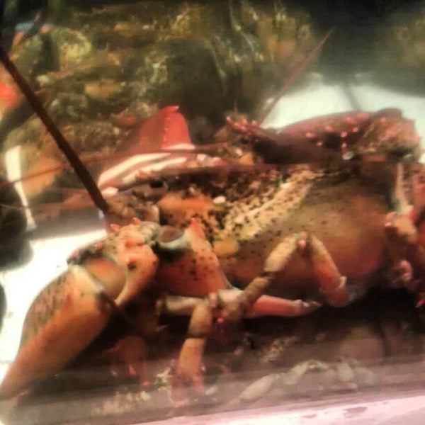 9/14/2012にalex w.がRed Lobsterで撮った写真
