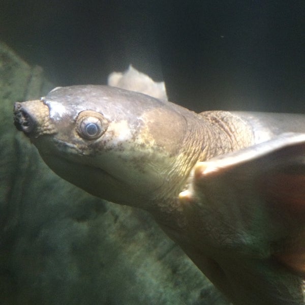 รูปภาพถ่ายที่ National Zoo &amp; Aquarium โดย Spatial Media เมื่อ 3/19/2015