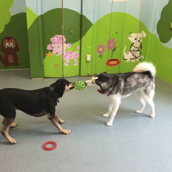 Barks Bed & Biscuit Denville, NJ