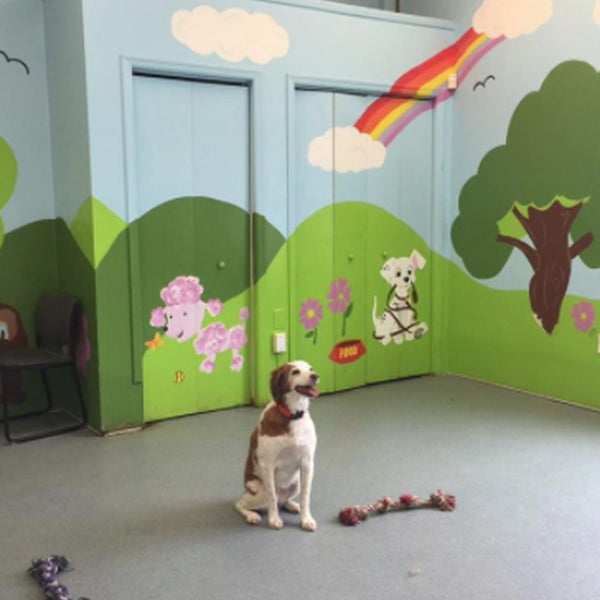 Barks Bed & Biscuit Denville, NJ