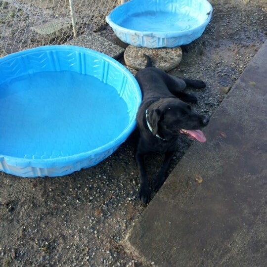 Woodward Park Dog Park Fresno'da Köpek Parkı'da fotoğraflar