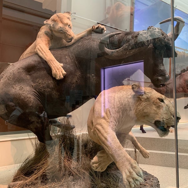 The Kenneth E. Behring Family Hall of Mammals - Northwest Washington ...