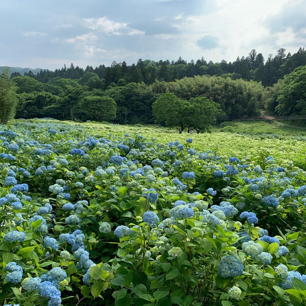 Photos At みちのくあじさい園 一関市 岩手県
