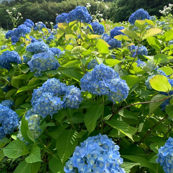Photos At みちのくあじさい園 一関市 岩手県