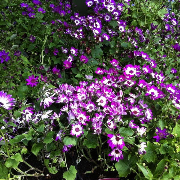 Woodies Diy Garden Centre 2 Tips From 144 Visitors