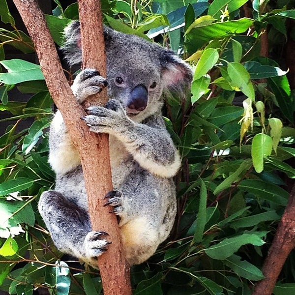 Коала в зоопарке. Квинслендский коала Koalemus. Коала в Московском зоопарке. Koala Pine Park.