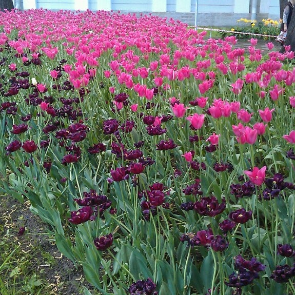 Купить Сейчас Тюльпаны В Могилеве