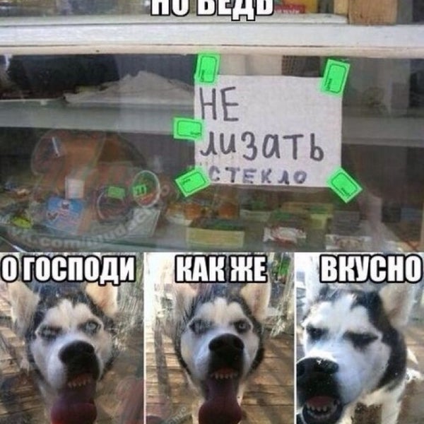 Мем собака и ребенок. Смешные мемы с собаками и надписями. Выпьем. Вы не едите на ночь а зря очень. Кушать хочется.