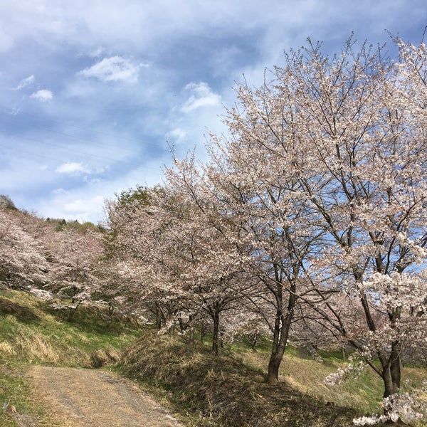 虎山の千本桜 Other Great Outdoors 虎山の千本桜 Other Great Outdoors