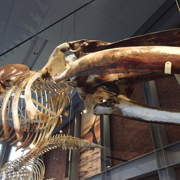 10/1/2014에 Tom H.님이 New Bedford Whaling Museum에서 찍은 사진