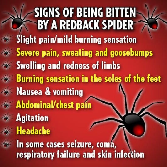 Did You Know? your never more then 6" away from a spider know matter where your at. HARVEY'S PEST CONTROL We Get'Em!