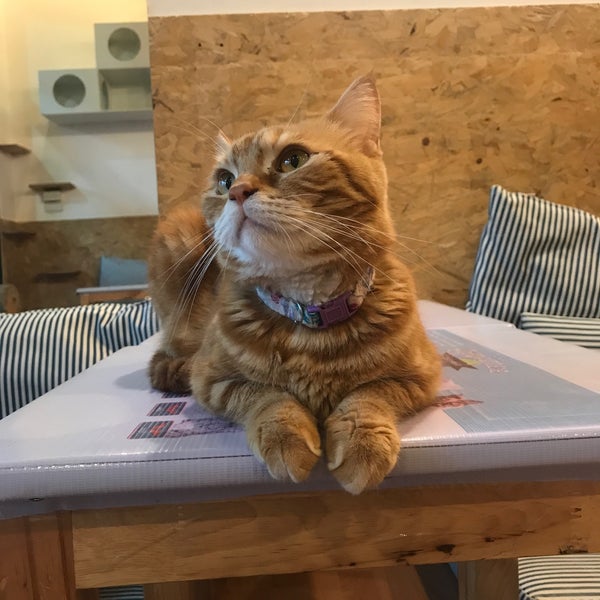 Photo taken at Catmosphere Cat Café by Alanna M. on 6/11/2018