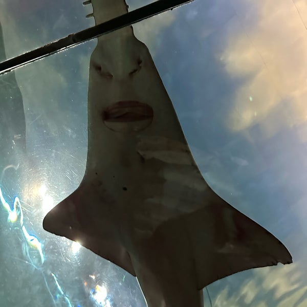 Photo prise au Ripley&#39;s Aquarium of the Smokies par Danni B. le4/4/2024