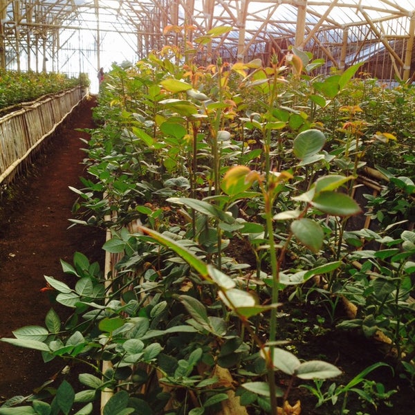 Greenhouse Армения роза