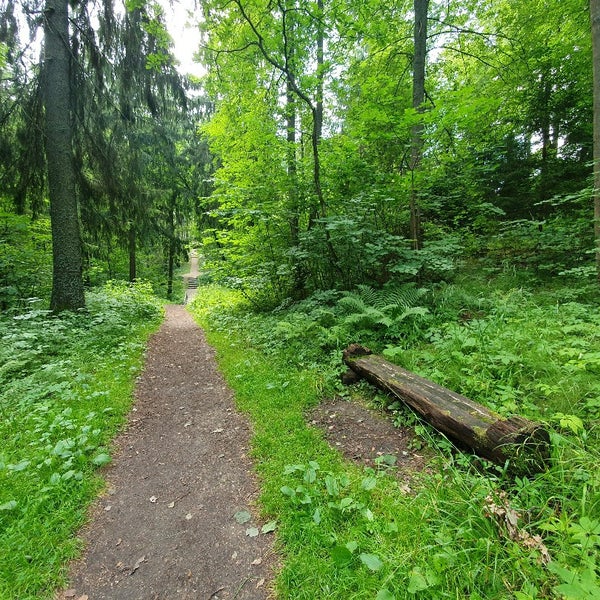 хотьково лесная